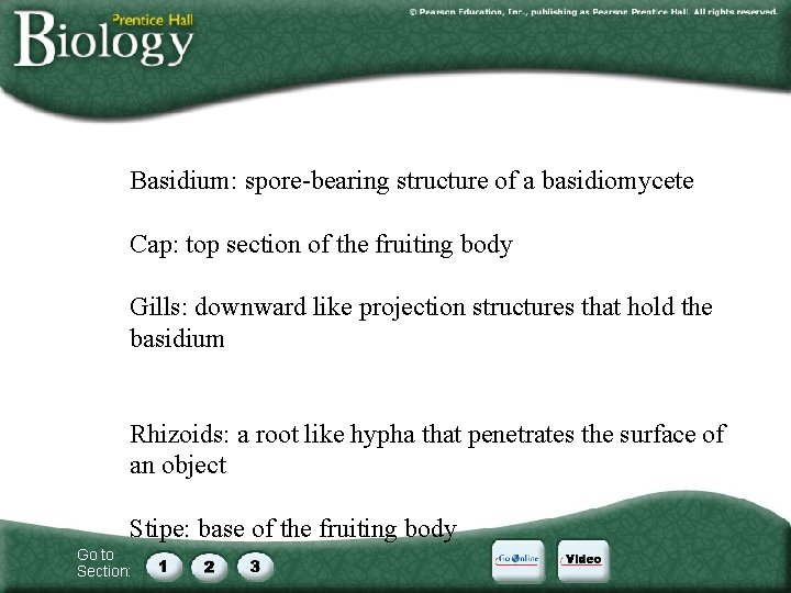 Basidium: spore-bearing structure of a basidiomycete Cap: top section of the fruiting body Gills: Basidium: spore-bearing structure of a basidiomycete Cap: top section of the fruiting body Gills: