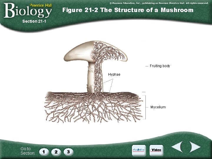Figure 21 -2 The Structure of a Mushroom Section 21 -1 Fruiting body Hyphae Figure 21 -2 The Structure of a Mushroom Section 21 -1 Fruiting body Hyphae
