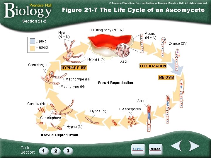 Figure 21 -7 The Life Cycle of an Ascomycete Section 21 -2 Fruiting body Figure 21 -7 The Life Cycle of an Ascomycete Section 21 -2 Fruiting body