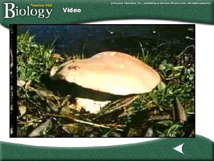 Video Fungi Click the image to play the video segment. Video Fungi Click the image to play the video segment.