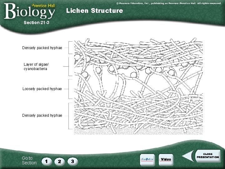 Lichen Structure Section 21 -3 Densely packed hyphae Layer of algae/ cyanobacteria Loosely packed Lichen Structure Section 21 -3 Densely packed hyphae Layer of algae/ cyanobacteria Loosely packed