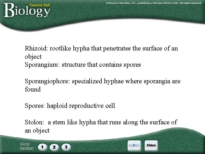 Rhizoid: rootlike hypha that penetrates the surface of an object Sporangium: structure that contains Rhizoid: rootlike hypha that penetrates the surface of an object Sporangium: structure that contains