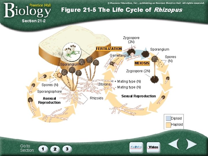 Figure 21 -5 The Life Cycle of Rhizopus Section 21 -2 Zygospore (2 N) Figure 21 -5 The Life Cycle of Rhizopus Section 21 -2 Zygospore (2 N)