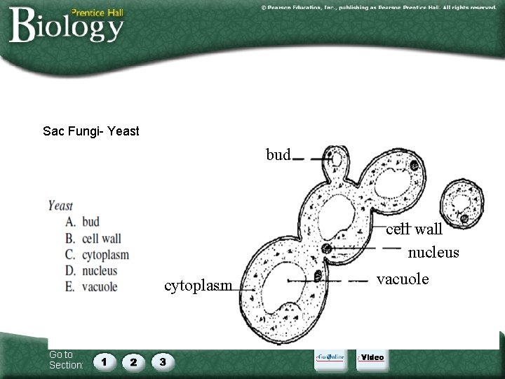 Sac Fungi- Yeast bud cell wall nucleus cytoplasm Go to Section: vacuole Sac Fungi- Yeast bud cell wall nucleus cytoplasm Go to Section: vacuole