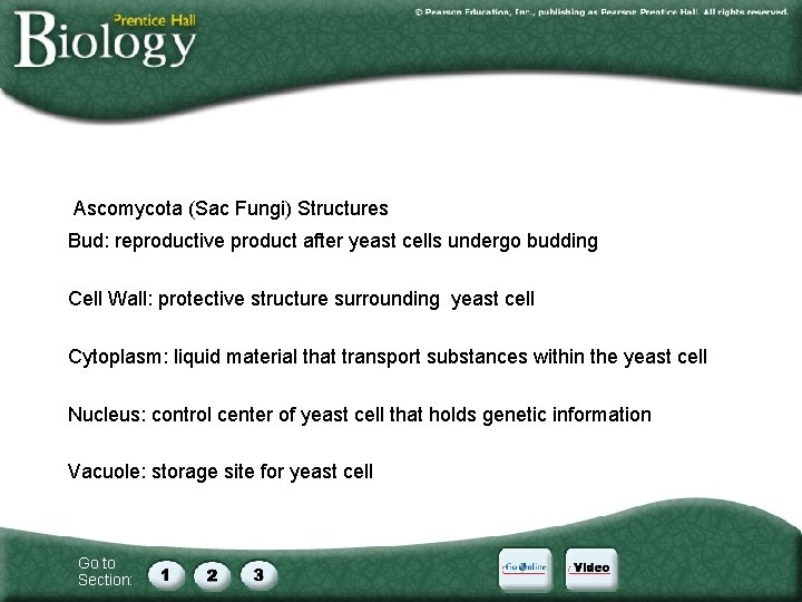Ascomycota (Sac Fungi) Structures Bud: reproductive product after yeast cells undergo budding Cell Wall: Ascomycota (Sac Fungi) Structures Bud: reproductive product after yeast cells undergo budding Cell Wall: