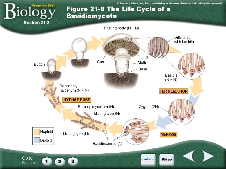 Figure 21 -8 The Life Cycle of a Basidiomycete Section 21 -2 Fruiting body Figure 21 -8 The Life Cycle of a Basidiomycete Section 21 -2 Fruiting body