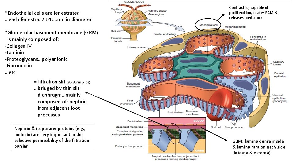 *Endothelial cells are fenestrated …each fenestra: 70 -100 nm in diameter Contractile, capable of