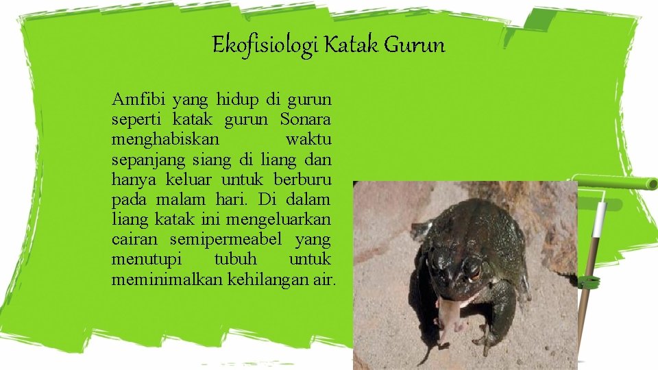 Ekofisiologi Katak Gurun Amfibi yang hidup di gurun seperti katak gurun Sonara menghabiskan waktu