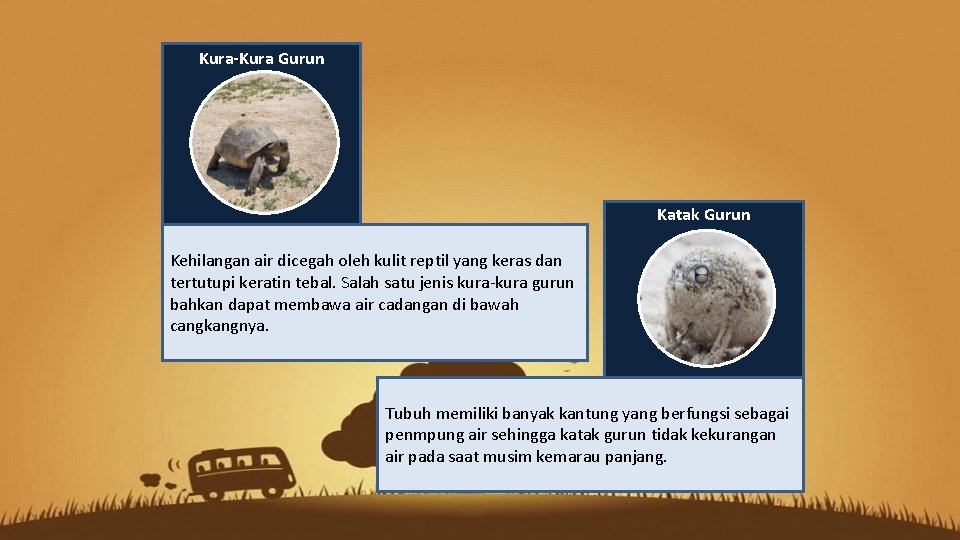 Kura-Kura Gurun Katak Gurun Kehilangan air dicegah oleh kulit reptil yang keras dan tertutupi