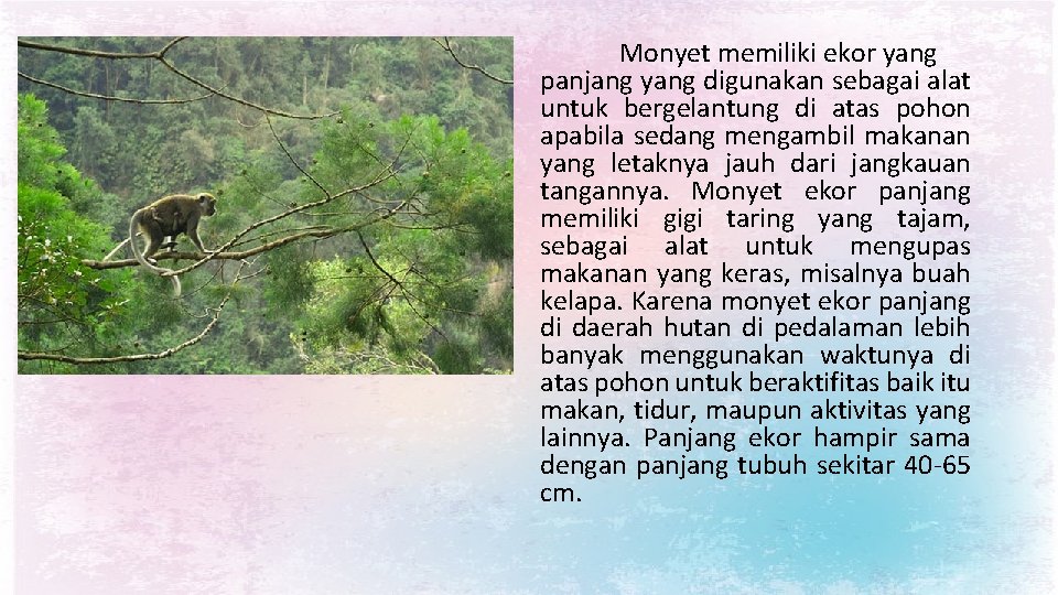 Monyet memiliki ekor yang panjang yang digunakan sebagai alat untuk bergelantung di atas pohon Monyet memiliki ekor yang panjang yang digunakan sebagai alat untuk bergelantung di atas pohon