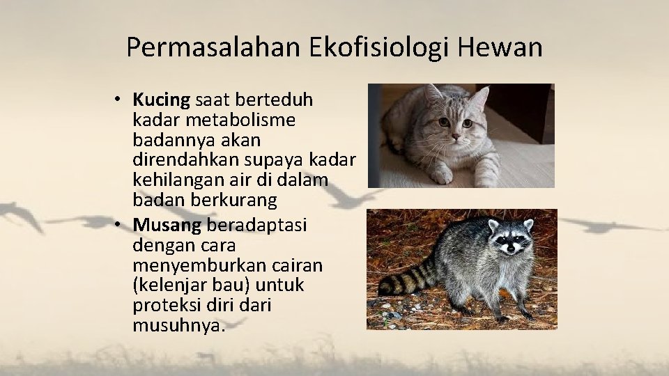 Permasalahan Ekofisiologi Hewan • Kucing saat berteduh kadar metabolisme badannya akan direndahkan supaya kadar