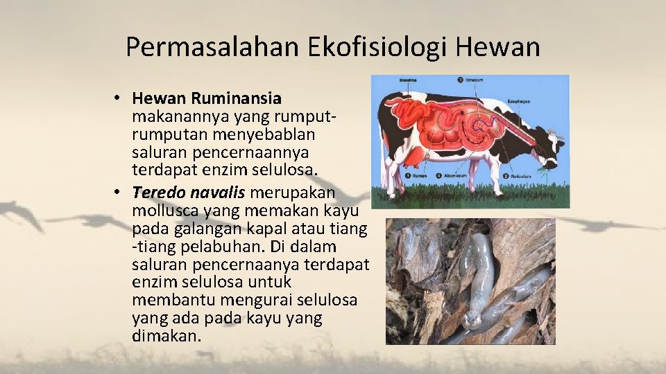 Permasalahan Ekofisiologi Hewan • Hewan Ruminansia makanannya yang rumputan menyebablan saluran pencernaannya terdapat enzim