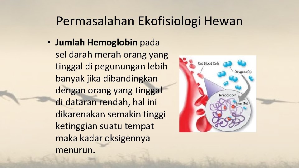 Permasalahan Ekofisiologi Hewan • Jumlah Hemoglobin pada sel darah merah orang yang tinggal di