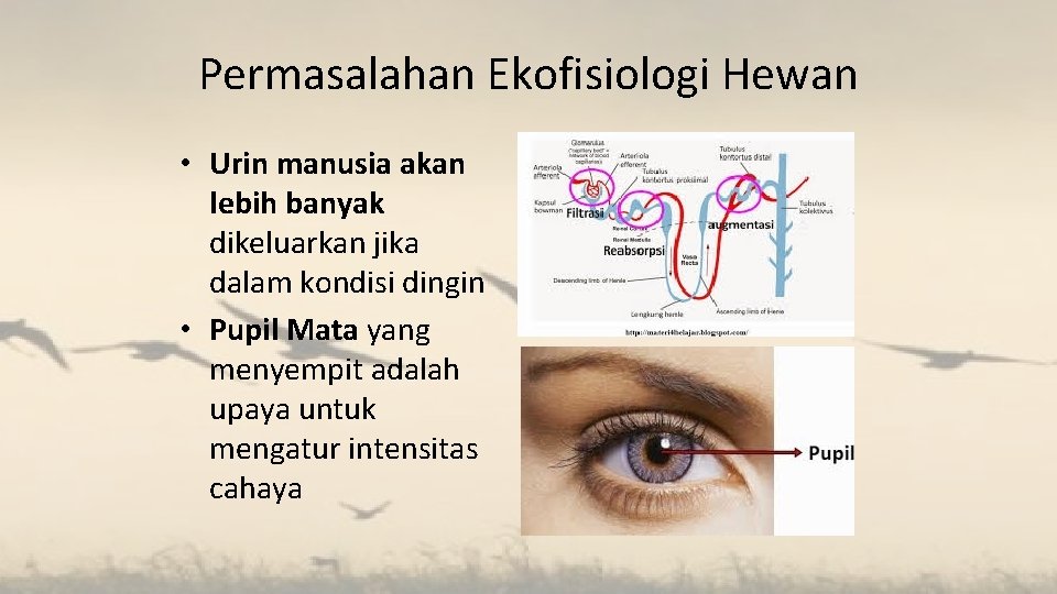 Permasalahan Ekofisiologi Hewan • Urin manusia akan lebih banyak dikeluarkan jika dalam kondisi dingin