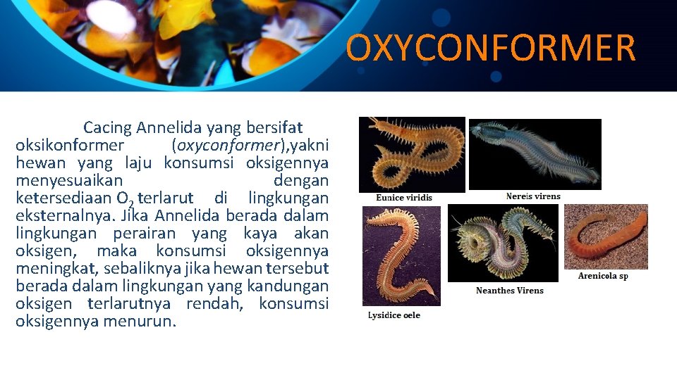 OXYCONFORMER Cacing Annelida yang bersifat oksikonformer (oxyconformer), yakni hewan yang laju konsumsi oksigennya menyesuaikan