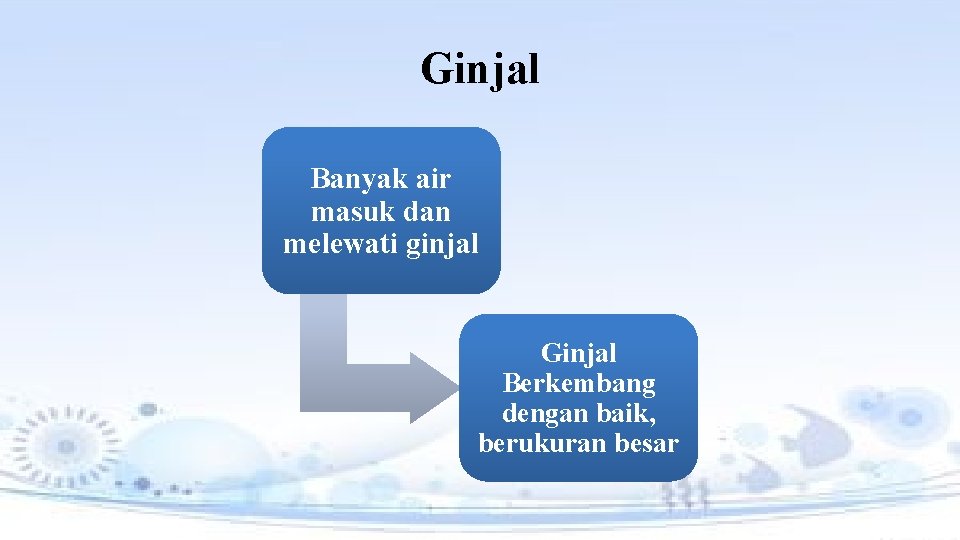 Ginjal Banyak air masuk dan melewati ginjal Ginjal Berkembang dengan baik, berukuran besar 