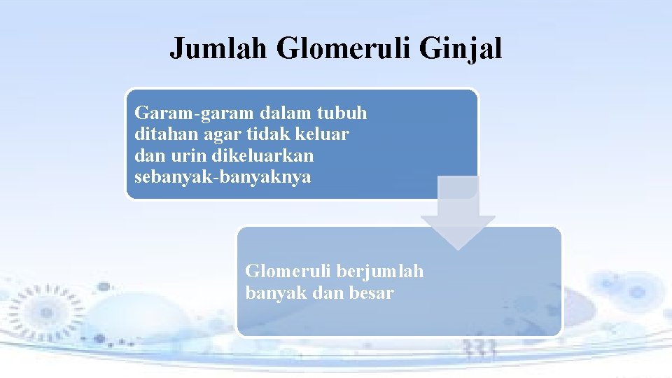 Jumlah Glomeruli Ginjal Garam-garam dalam tubuh ditahan agar tidak keluar dan urin dikeluarkan sebanyak-banyaknya