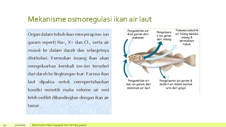 Mekanisme osmoregulasi ikan air laut Organ dalam tubuh ikan menyerap ion-ion garam seperti Na+, Mekanisme osmoregulasi ikan air laut Organ dalam tubuh ikan menyerap ion-ion garam seperti Na+,