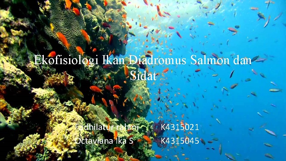 Ekofisiologi Ikan Diadromus Salmon dan Sidat Fadhilatur rahmi Octaviana Ika S K 4315021 K