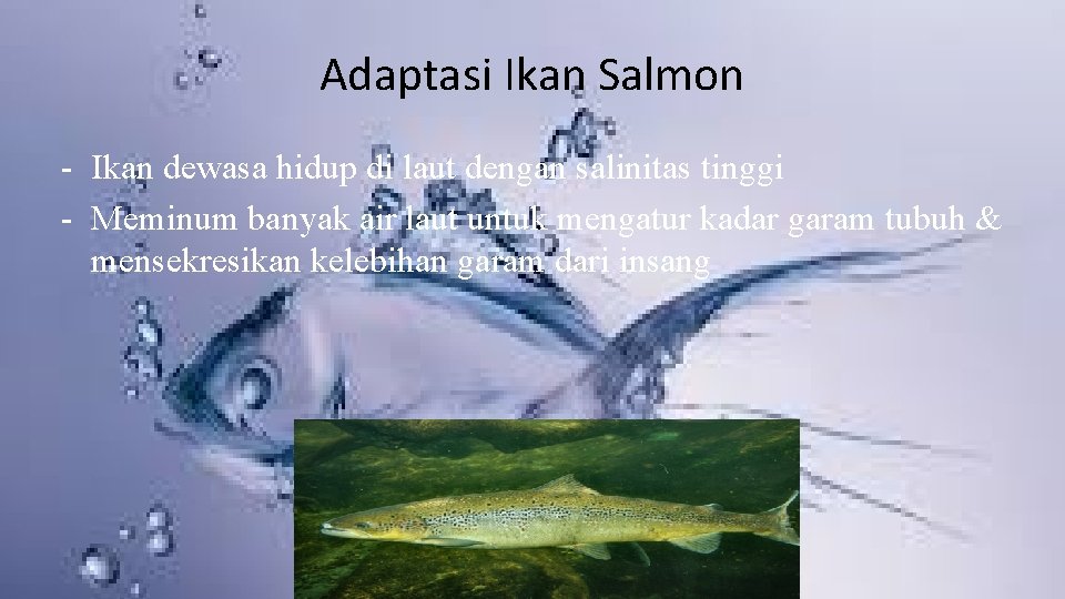 Adaptasi Ikan Salmon - Ikan dewasa hidup di laut dengan salinitas tinggi - Meminum