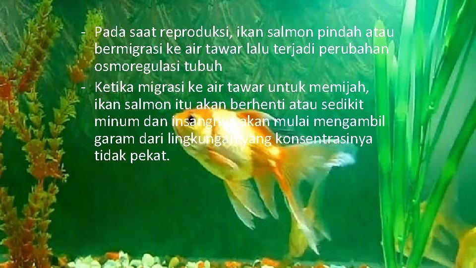 - Pada saat reproduksi, ikan salmon pindah atau bermigrasi ke air tawar lalu terjadi - Pada saat reproduksi, ikan salmon pindah atau bermigrasi ke air tawar lalu terjadi