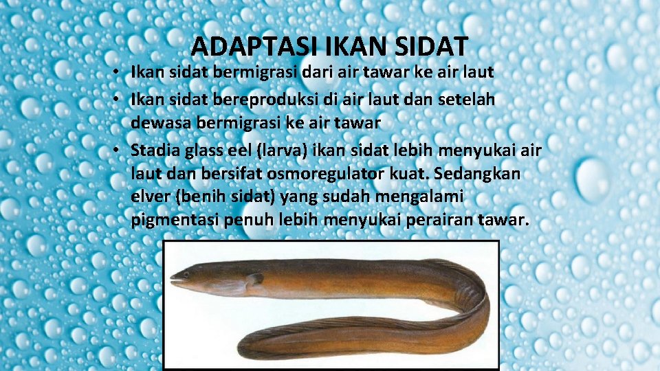 ADAPTASI IKAN SIDAT • Ikan sidat bermigrasi dari air tawar ke air laut • ADAPTASI IKAN SIDAT • Ikan sidat bermigrasi dari air tawar ke air laut •