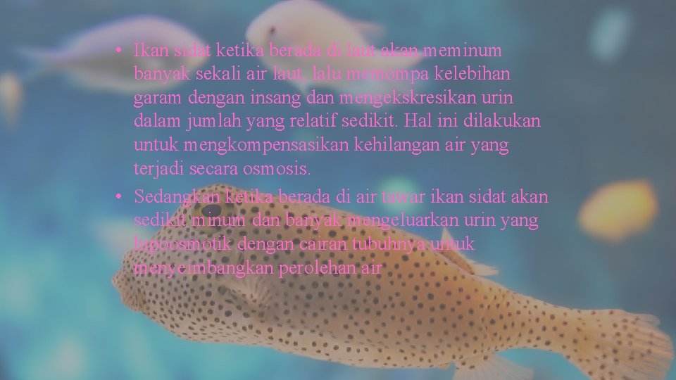  • Ikan sidat ketika berada di laut akan meminum banyak sekali air laut,