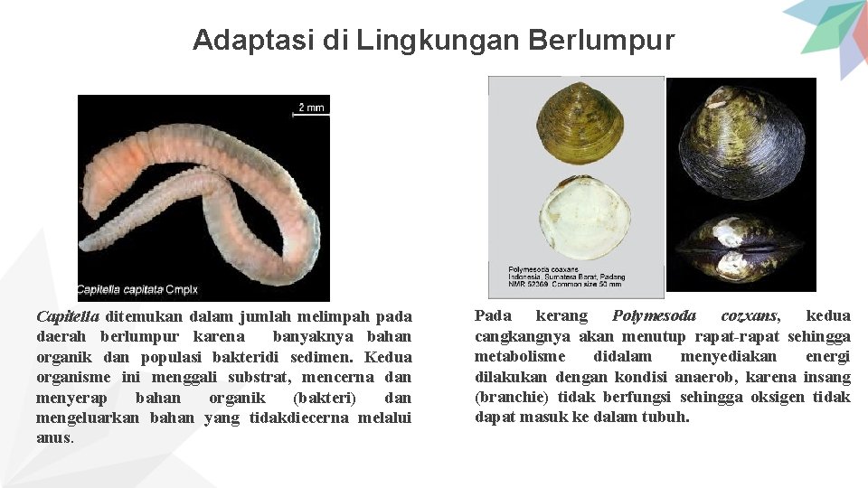 Adaptasi di Lingkungan Berlumpur Capitella ditemukan dalam jumlah melimpah pada daerah berlumpur karena banyaknya