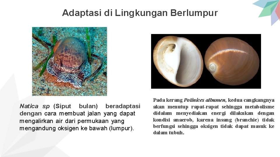 Adaptasi di Lingkungan Berlumpur Natica sp (Siput bulan) beradaptasi dengan cara membuat jalan yang