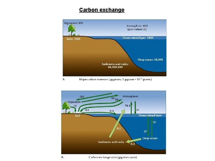 Carbon exchange 