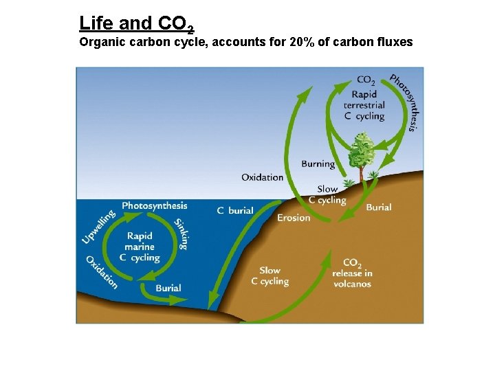 Life and CO 2 Organic carbon cycle, accounts for 20% of carbon fluxes 