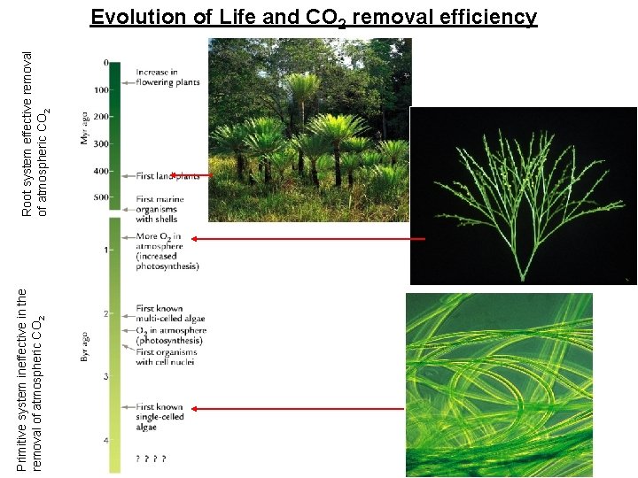 Primitive system ineffective in the removal of atmospheric CO 2 Root system effective removal