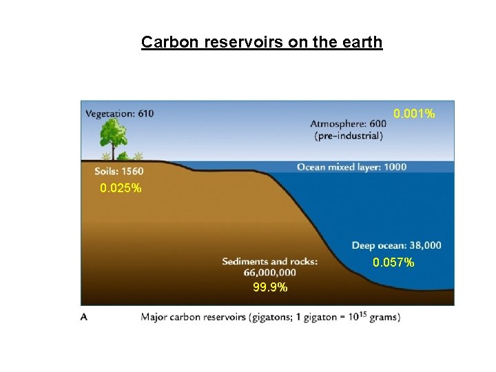 Carbon reservoirs on the earth 0. 001% 0. 025% 0. 057% 99. 9% 