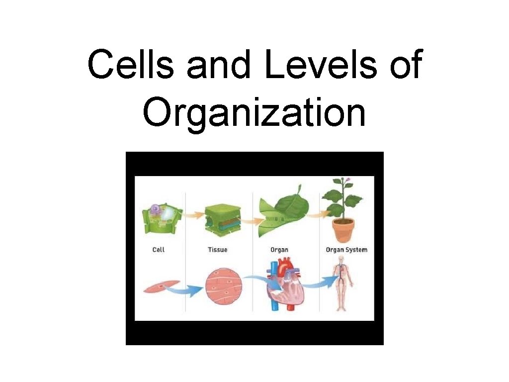 Cells and Levels of Organization 