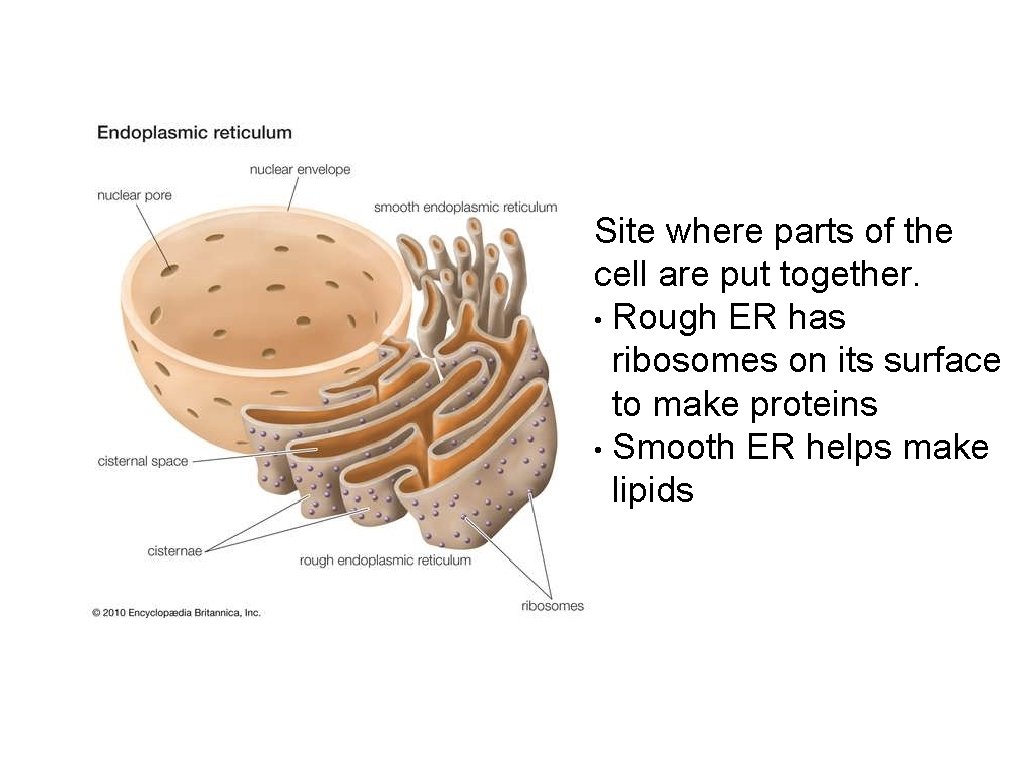 Site where parts of the cell are put together. • Rough ER has ribosomes