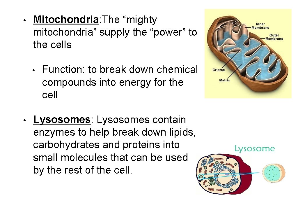  • Mitochondria: The “mighty mitochondria” supply the “power” to the cells • •