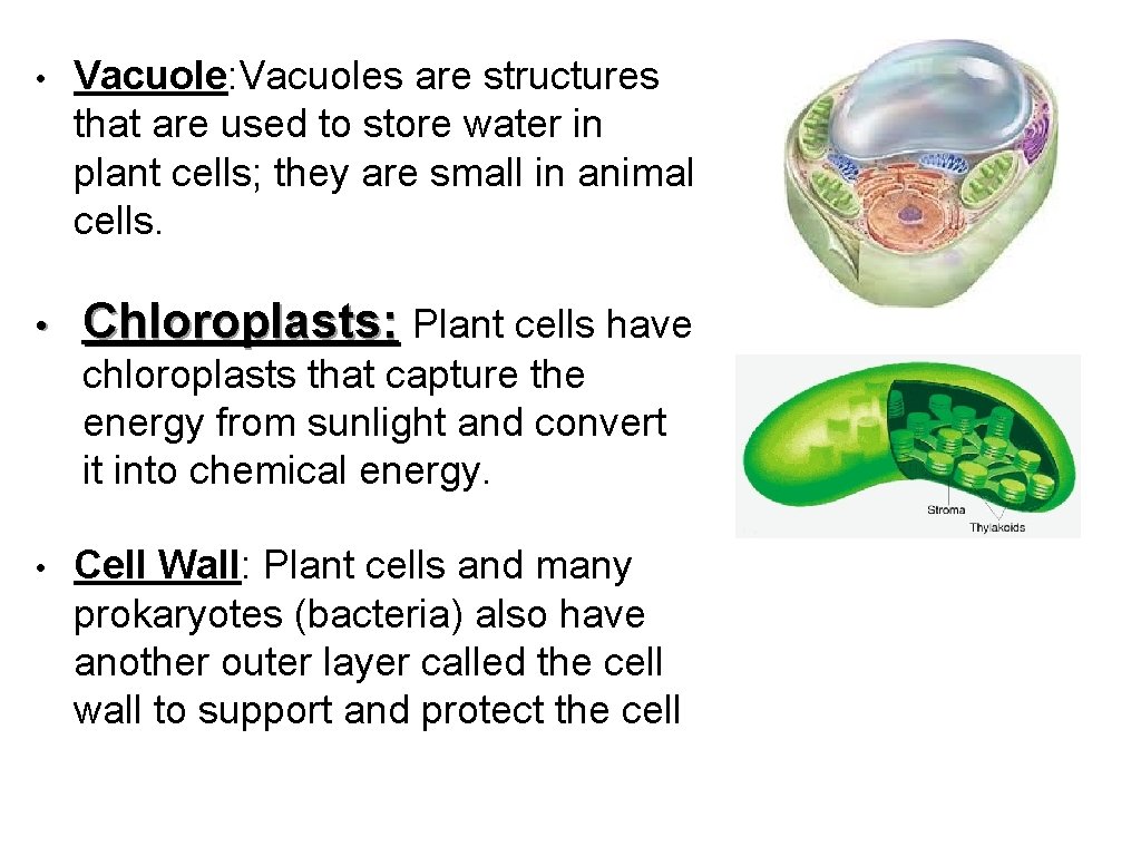  • Vacuole: Vacuoles are structures that are used to store water in plant