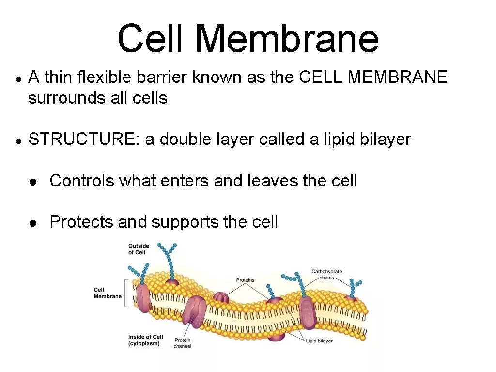 Cell Membrane ● A thin flexible barrier known as the CELL MEMBRANE surrounds all