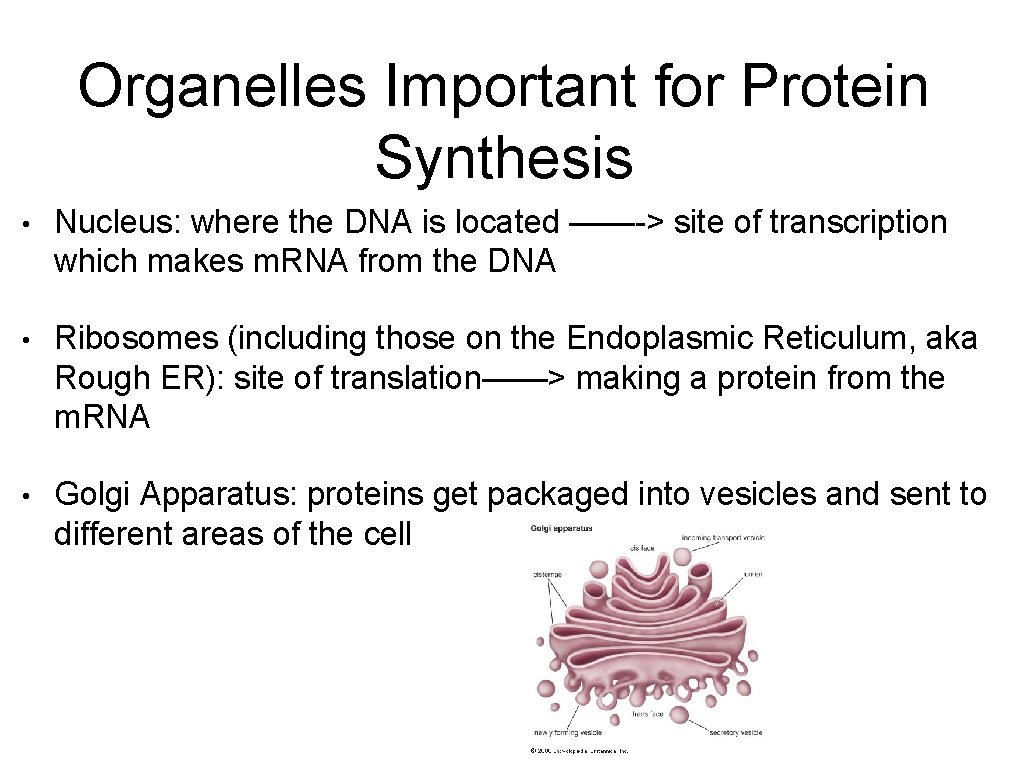 Organelles Important for Protein Synthesis • Nucleus: where the DNA is located ——-> site