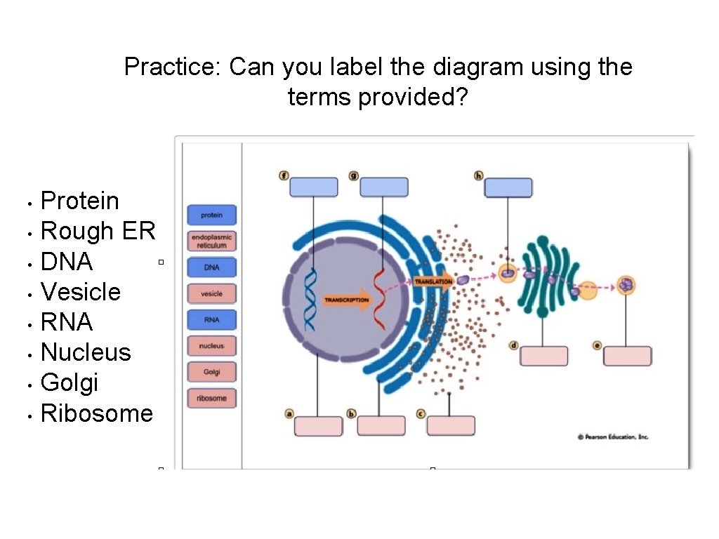 Practice: Can you label the diagram using the terms provided? • • Protein Rough
