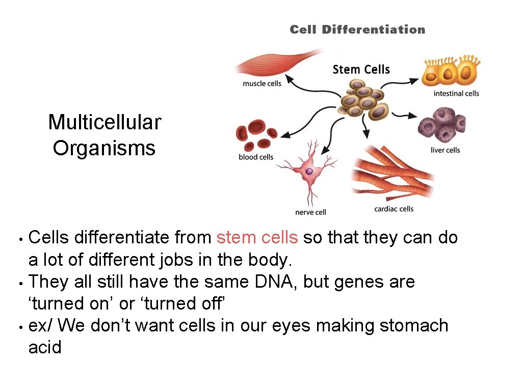 Multicellular Organisms Cells differentiate from stem cells so that they can do a lot