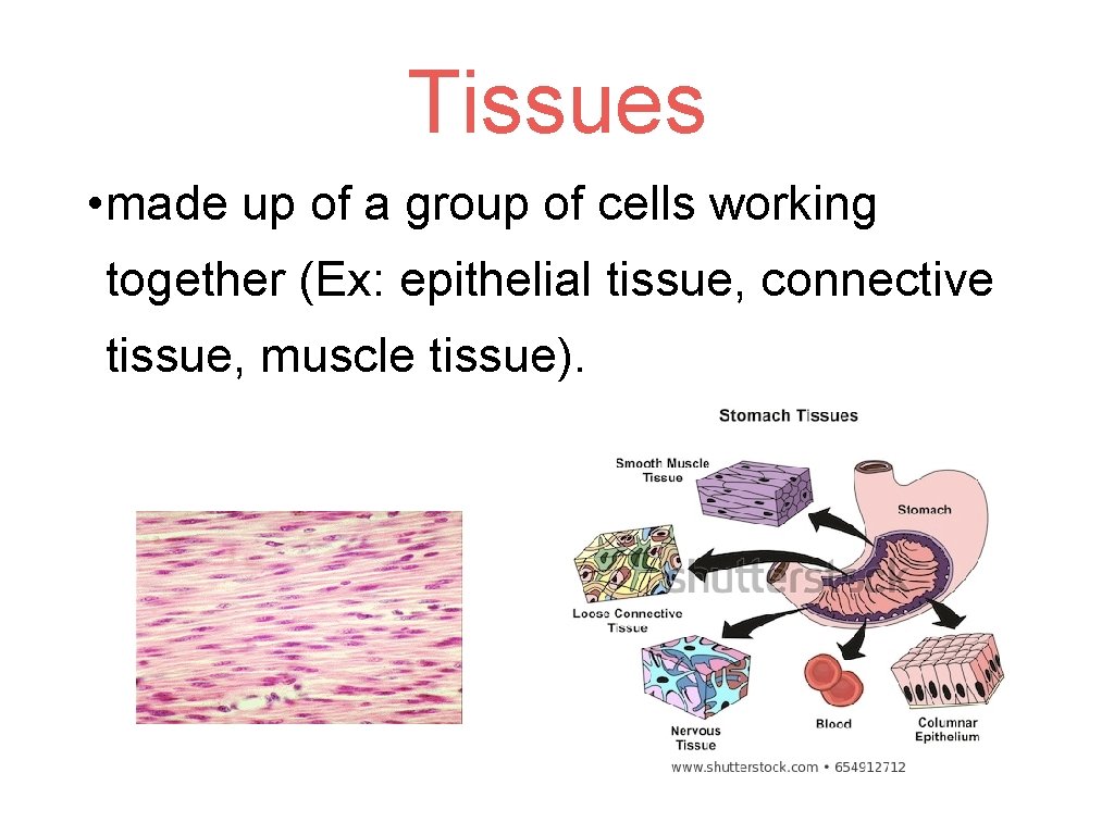 Tissues • made up of a group of cells working together (Ex: epithelial tissue,