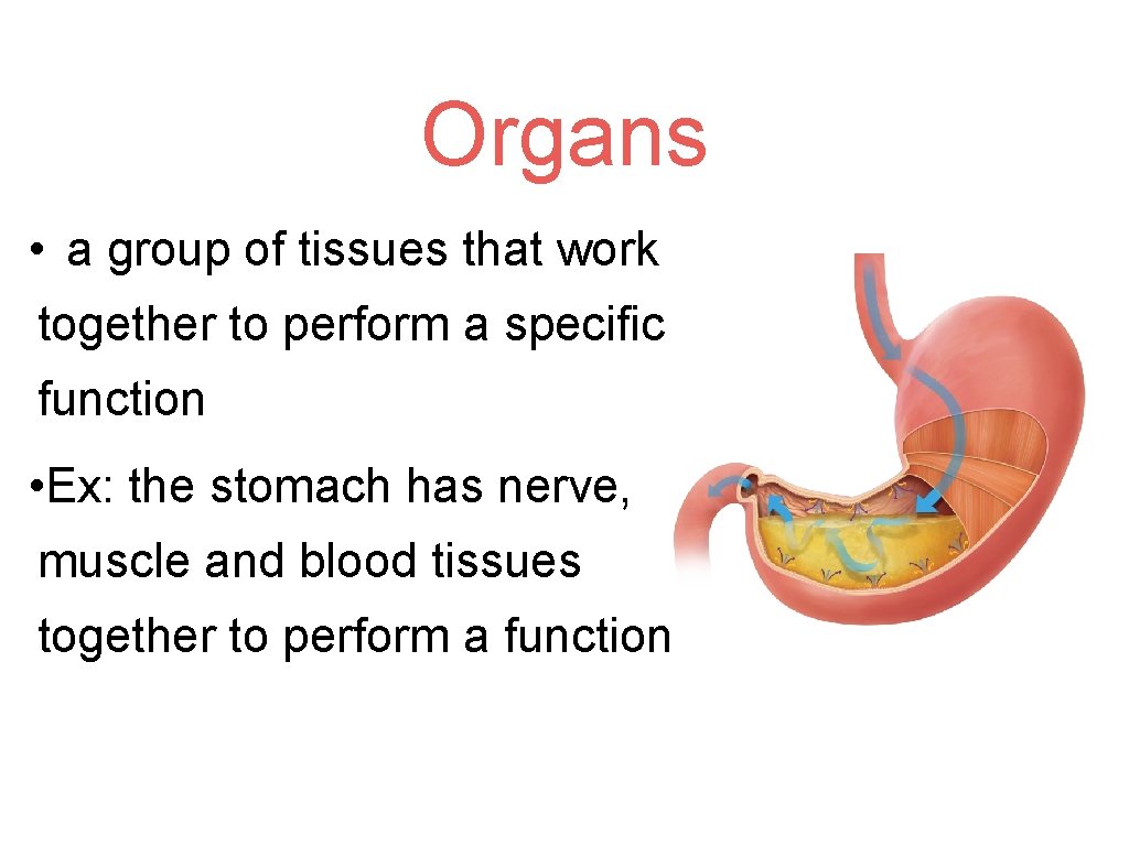 Organs • a group of tissues that work together to perform a specific function