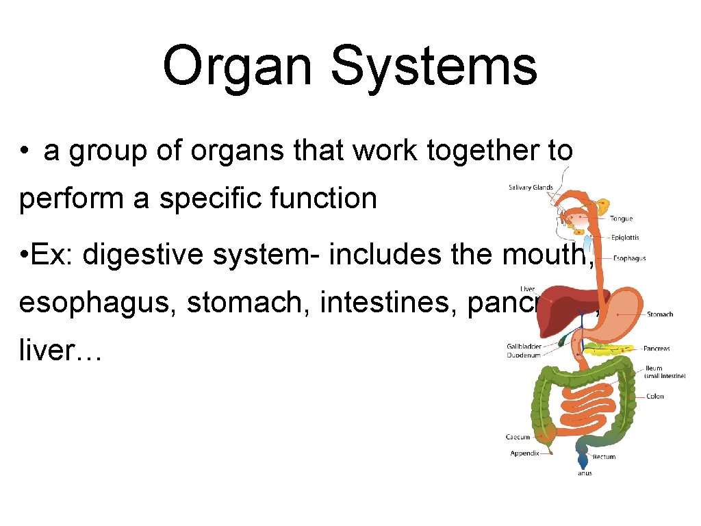 Organ Systems • a group of organs that work together to perform a specific