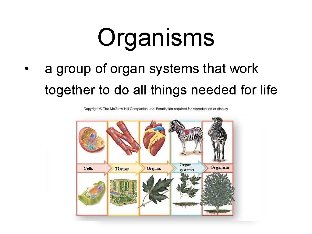 Organisms • a group of organ systems that work together to do all things