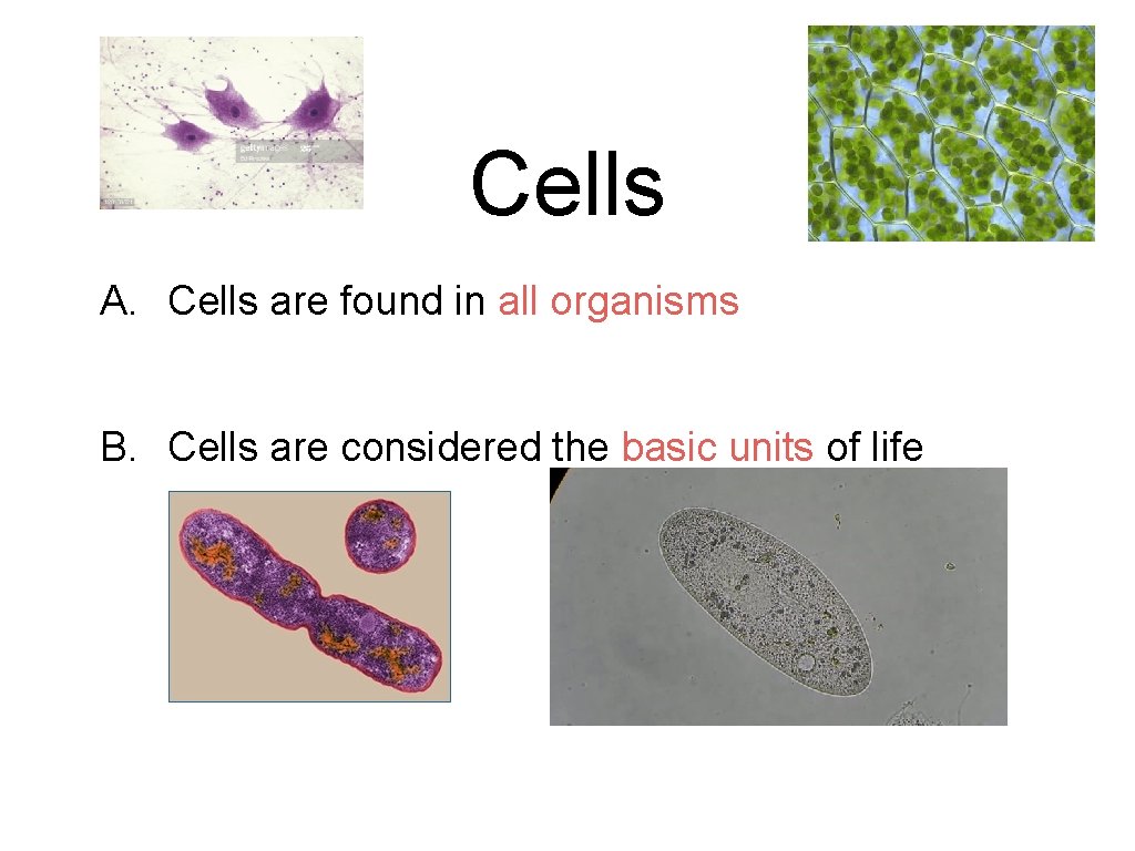 Cells A. Cells are found in all organisms B. Cells are considered the basic