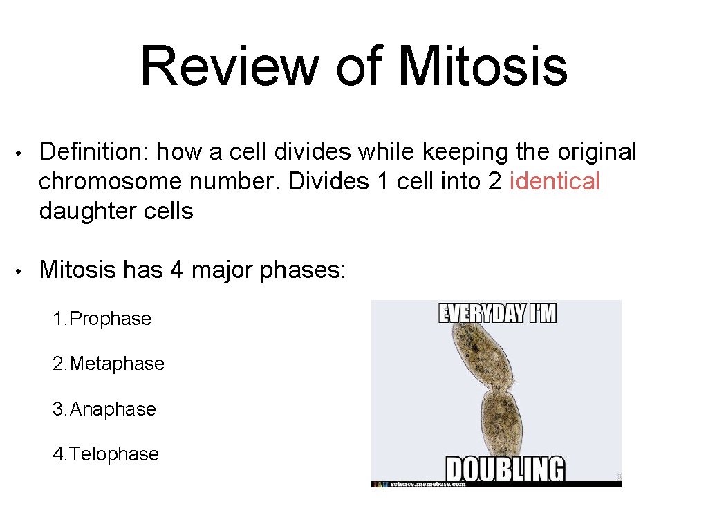 Review of Mitosis • Definition: how a cell divides while keeping the original chromosome