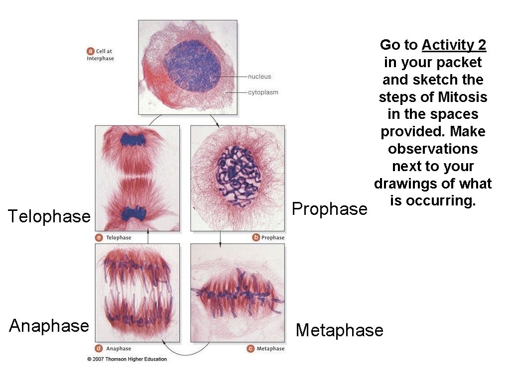 Go to Activity 2 in your packet and sketch the steps of Mitosis in