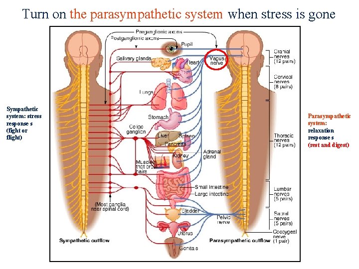 Turn on the parasympathetic system when stress is gone Sympathetic system: stress response s