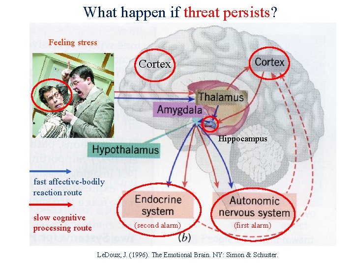 What happen if threat persists? Feeling stress Cortex Hippocampus fast affective-bodily reaction route slow